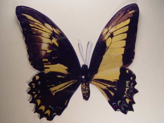 Papilio gynandromorph (Internet Image property of respective owner, non-commercial use only)